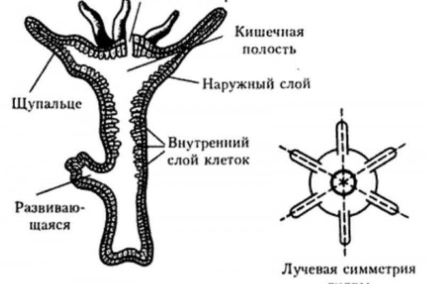 Кракен даркнет не работает